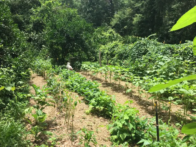 Freedom Organicas Showcase Ecological Designs