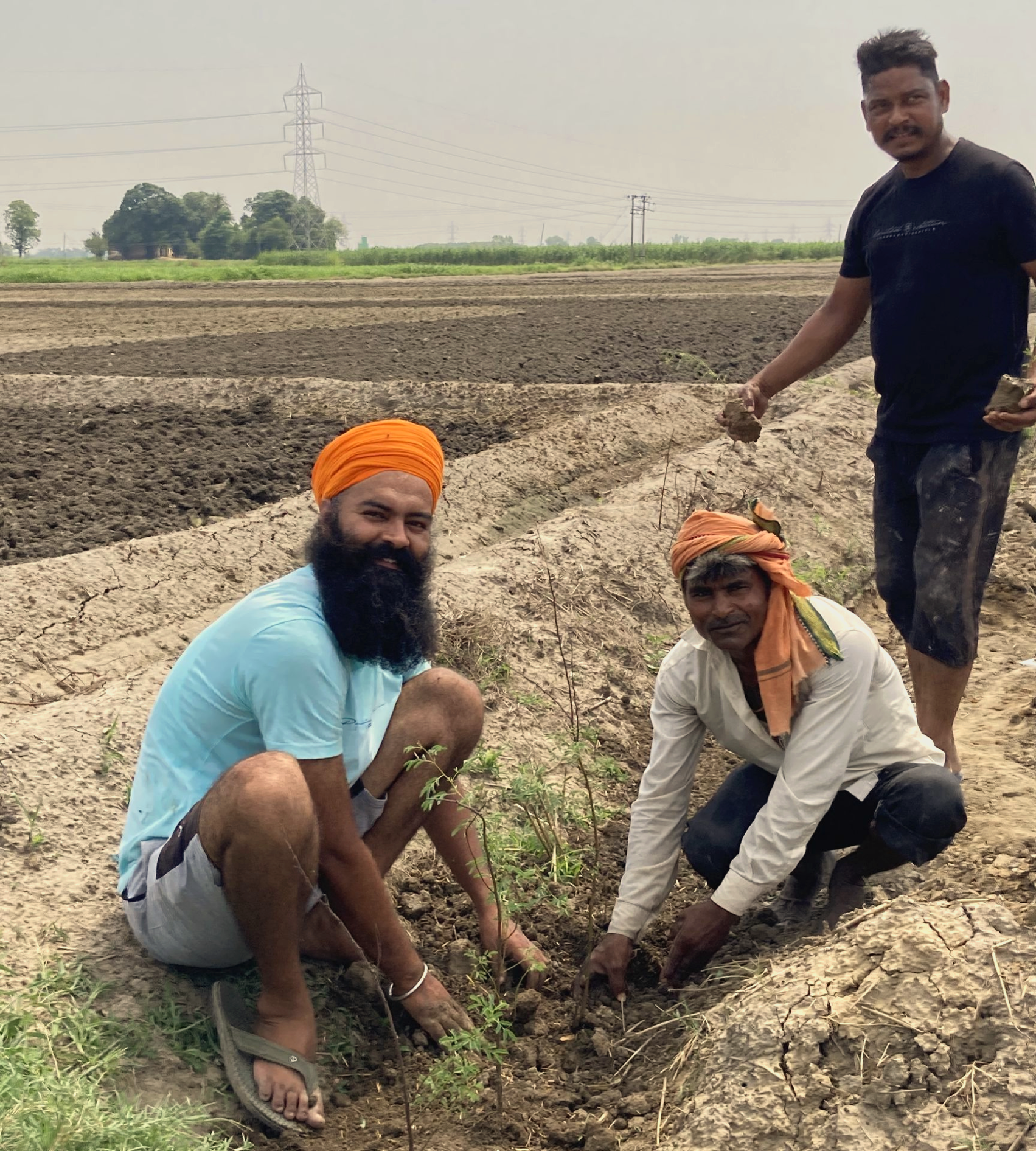 tree planting in Punjab
